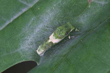 Eastern Tiger
Swallowtail Caterpillar